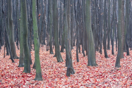 red-colored autumn leaves on the background of bare treesの写真素材