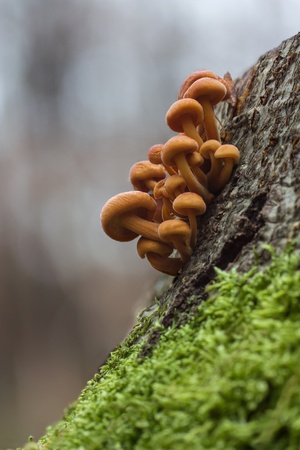 brown mushroom on mossy tree stumpの写真素材