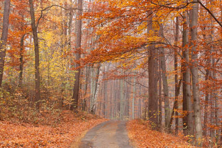 beech forest path