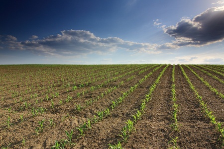 Vief of the spring corn field