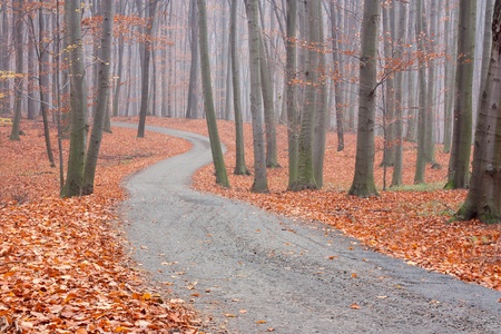 autumn colors of deciduous forest