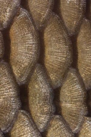 Detailed texture of fish scalesの写真素材