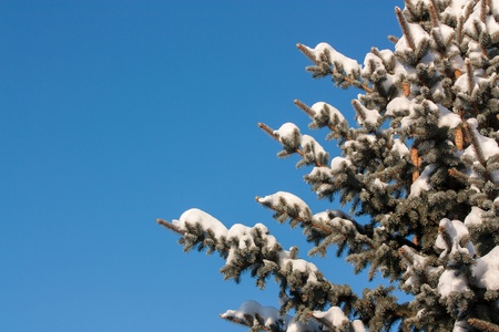 snowy conifer in the background of blue skyの写真素材