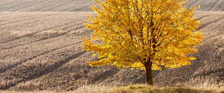 gold autumn linden tree in the fieldの写真素材