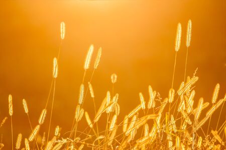 autumn dry grass with golden backgroundの写真素材