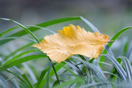 yellow beech leaves in green grassの写真素材