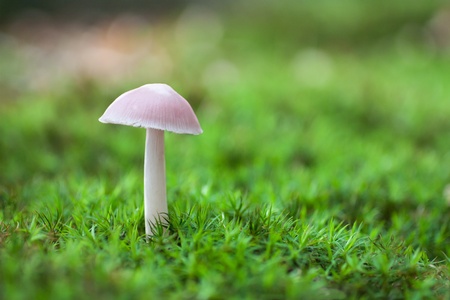 mushroom on green moss backgroundの写真素材