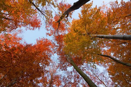 colorful autumn beech forest in the crowns