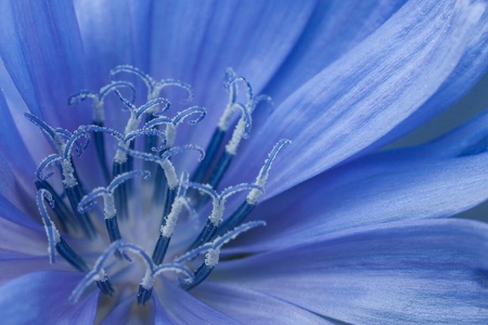 Detailed view of the Chicory