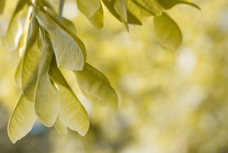 Maple winged seeds - acer negundoの写真素材