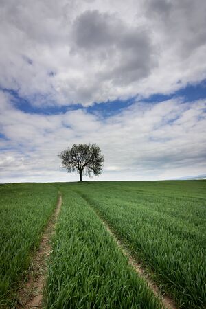 spring green field with lone treeの写真素材