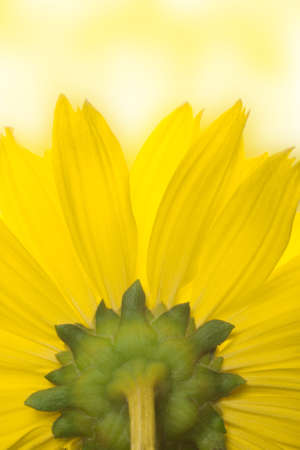 Bottom view of the flowerの写真素材