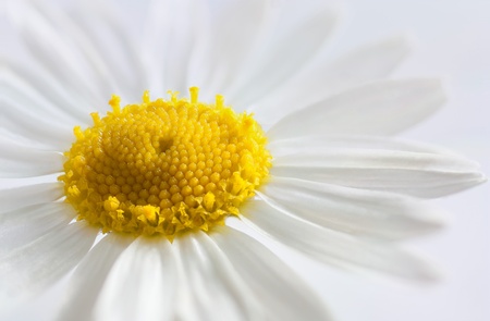sunny yellow center with white petals daisyの写真素材