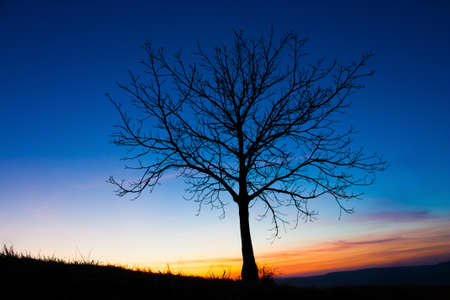 lonely tree at sunset sunshineの写真素材