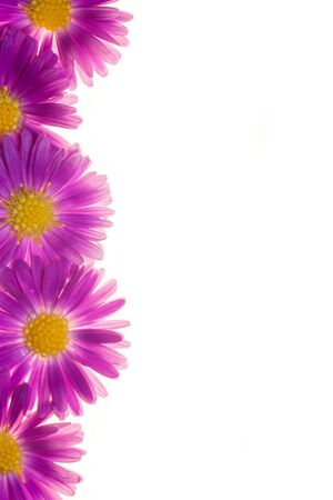 violet flowers isolated on white backgroundの写真素材
