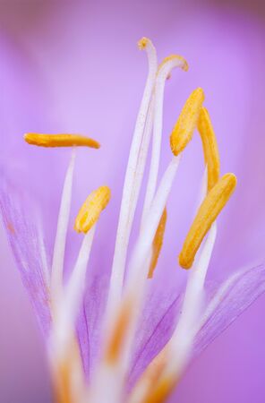 detailed view of the flower of the colchicum autumnaleの写真素材