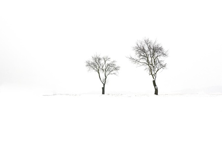 lonely trees in a snowy fieldの写真素材