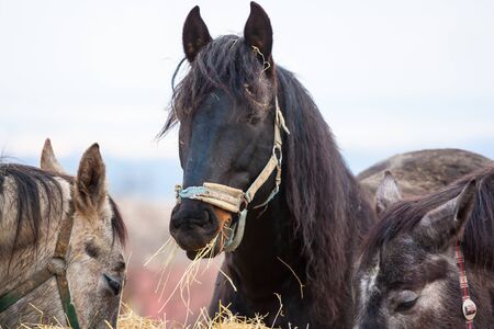 Horses are eating a hayの写真素材
