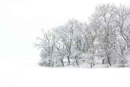 snowy trees in a white winter landscapeの写真素材