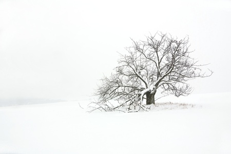 tree in a snowy white fieldの写真素材