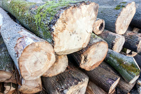 felled trees and marked for processing
