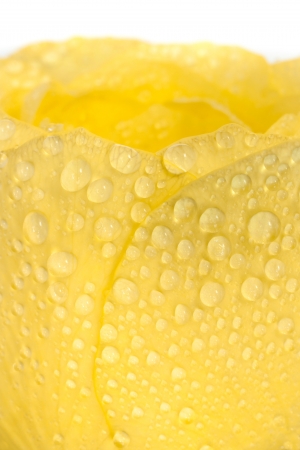 water drops on yellow roseの写真素材