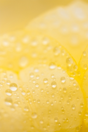 yellow rose and water dropsの写真素材