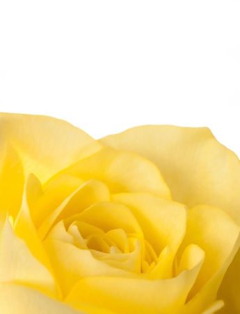 Close up of a yellow rose flowerの写真素材