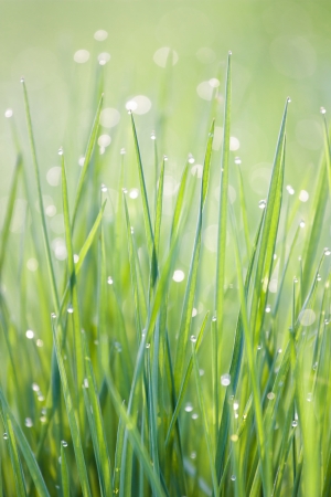 morning dew drops on green grassの写真素材