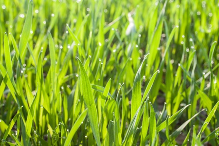 close up of young spring wheat