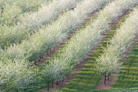 line of fruit blooming apple treesの写真素材