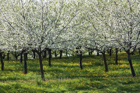 spring white flowering apple orchard