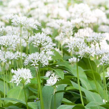 Wild garlic at the meadow