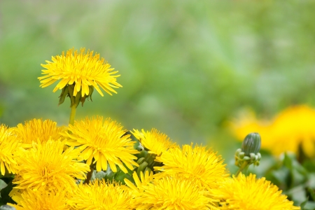 Yellow dandelions in the meadowの写真素材