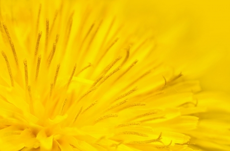 Close up of yellow dandelion flowerの写真素材