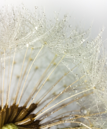 water drops on dandelion fluffの写真素材