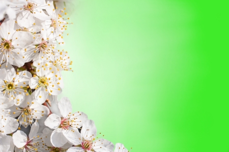 flowers of apple trees on a green backgroundの写真素材