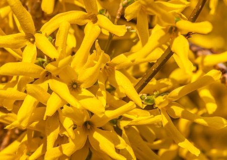 yellow spring flowers shrubs laburnumの写真素材