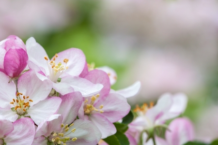 Spring background of apple blossomsの写真素材