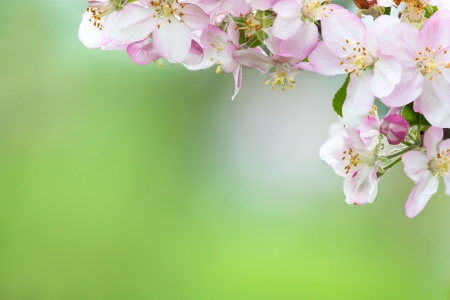 beautiful flowers of fruit treeの写真素材