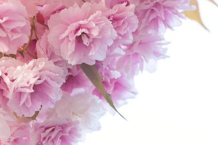 Close up detail of filled  cherry flowers on the branch の写真素材