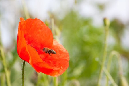 flying bee pollinating red weedの写真素材