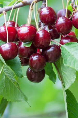 bunch of ripe cherries on a treeの写真素材