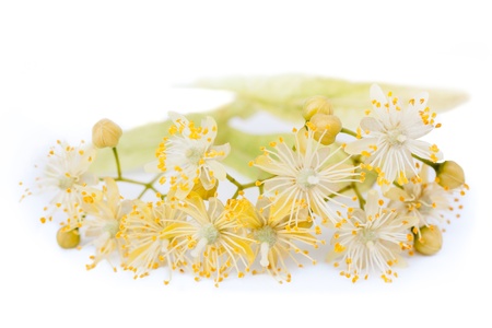 medicinal flower blooming linden blossomの写真素材