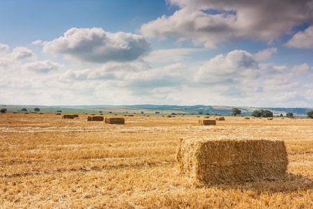 straw bales in a field of cornの写真素材