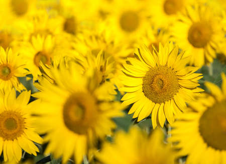 Beautiful sunflowers in the fieldの写真素材
