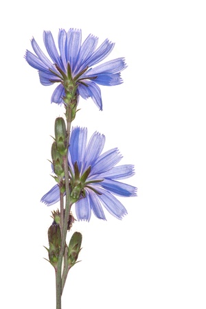 blue chicory on white backgroundの写真素材