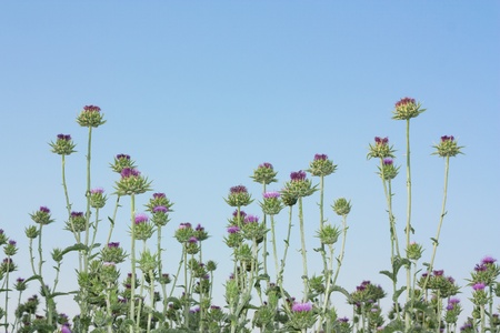 silybum flowers in a field with a blue sky backgroundの写真素材