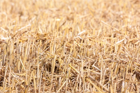 close up of mowed stubble corn field