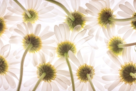 Bottom view of daisy flowersの写真素材